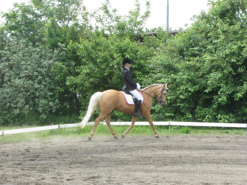 Anden særlig race Gloria (SOLGT) - Min lille dressur stjerne her i LA1 i dressur til 64,48% <3 billede 15
