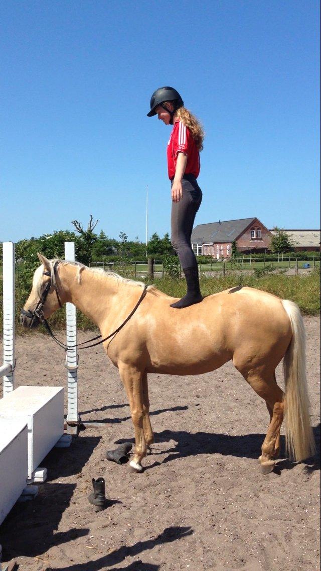 Anden særlig race Gloria (SOLGT) - Min skat 6 år gammel og så kan jeg stå på hende!<3 billede 19