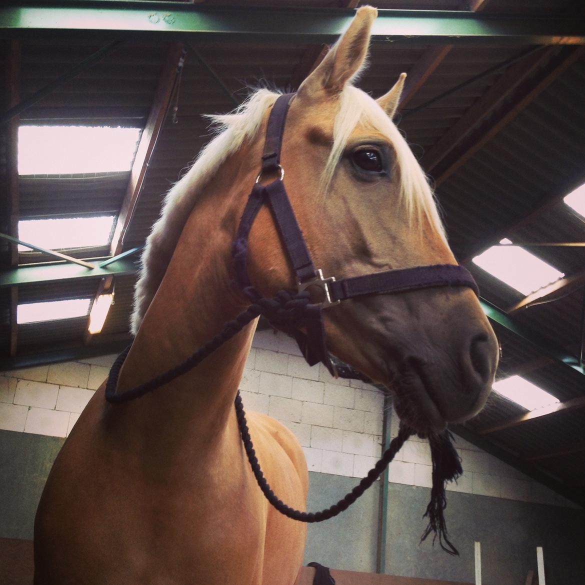 Anden særlig race Gloria (SOLGT) - Smukke pony!<3 billede 21