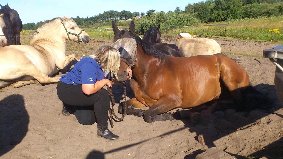 Anden særlig race Sibiriens Chestar billede 30