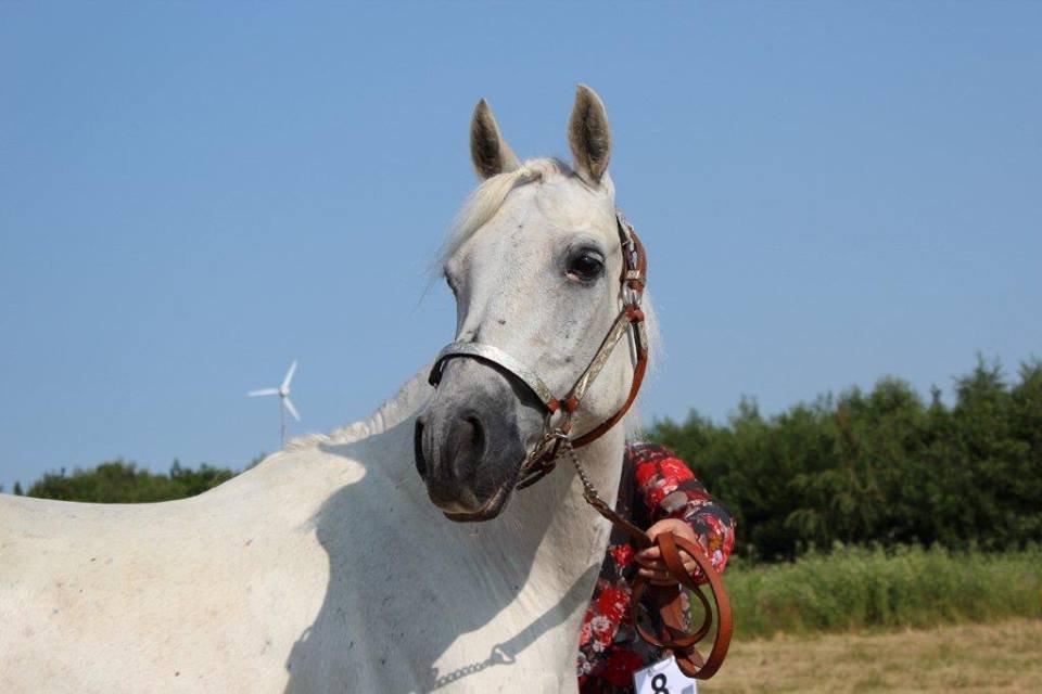Connemara Solvang's Bastian - Stævne på Good time ranch d 13-14 Juli.
Dette billed er taget lige inden showmanship at halter. billede 1
