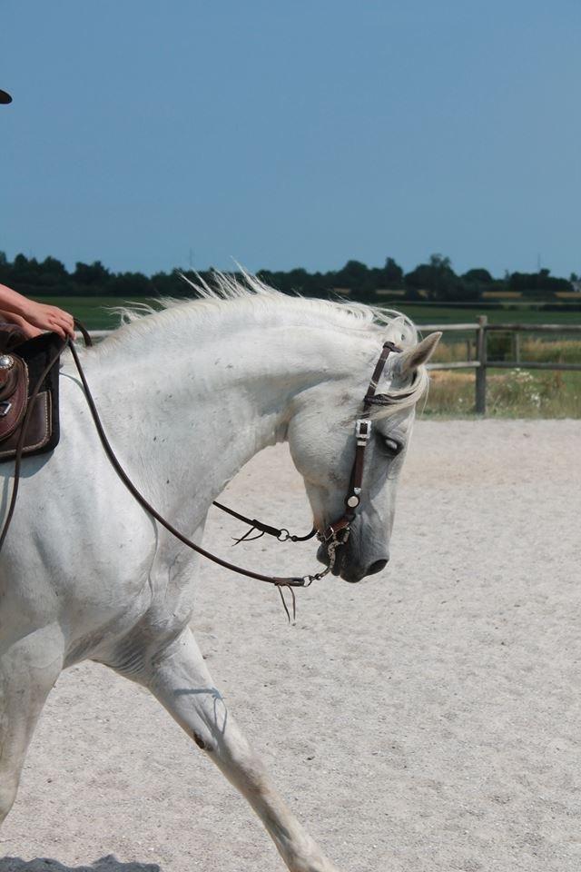 Connemara Solvang's Bastian - En af de første gange Bastian var i western udstyr.:-D billede 19