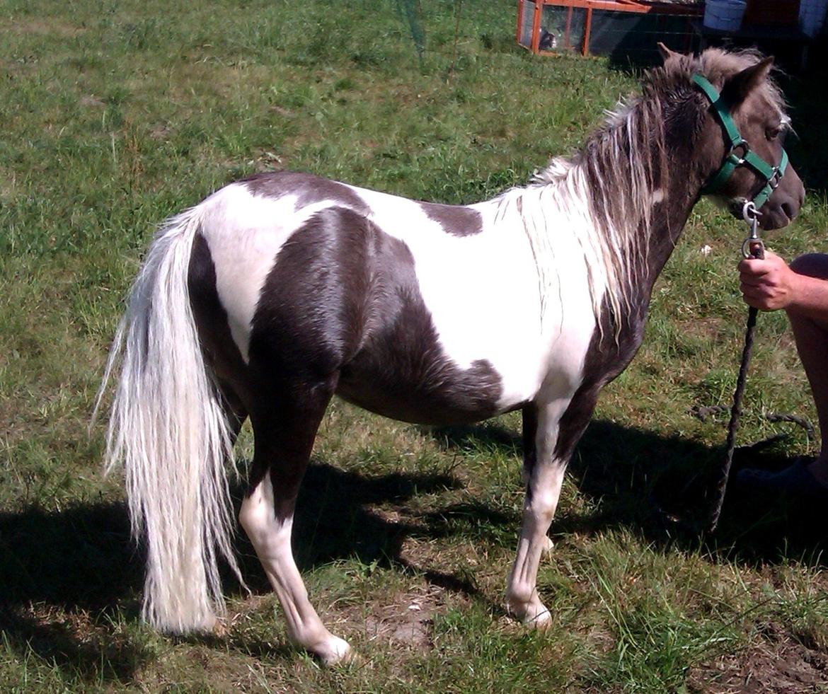 Belgisk Miniature MHS Ultra Denique Showgirl - Meget sur Showgirl efter vask d 24/7-2013 :-) billede 22