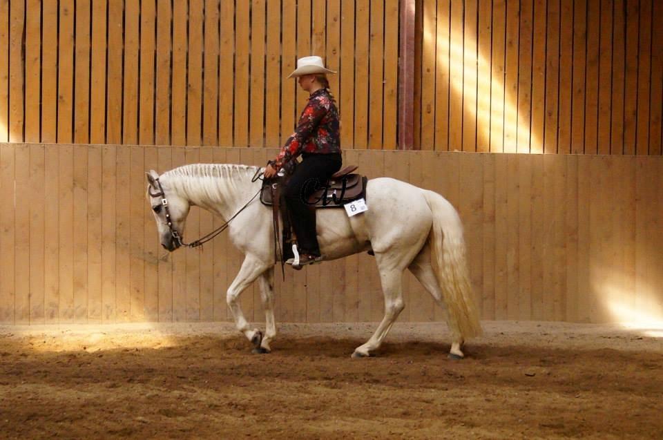 Connemara Solvang's Bastian - Pleasure. billede 21