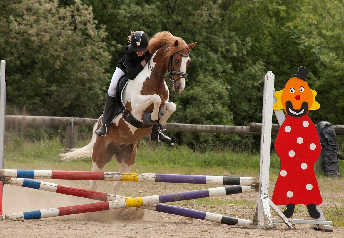 Pinto Bredkærgaards Sandro - Dressurhesten er blevet en springpony! :P
 billede 19