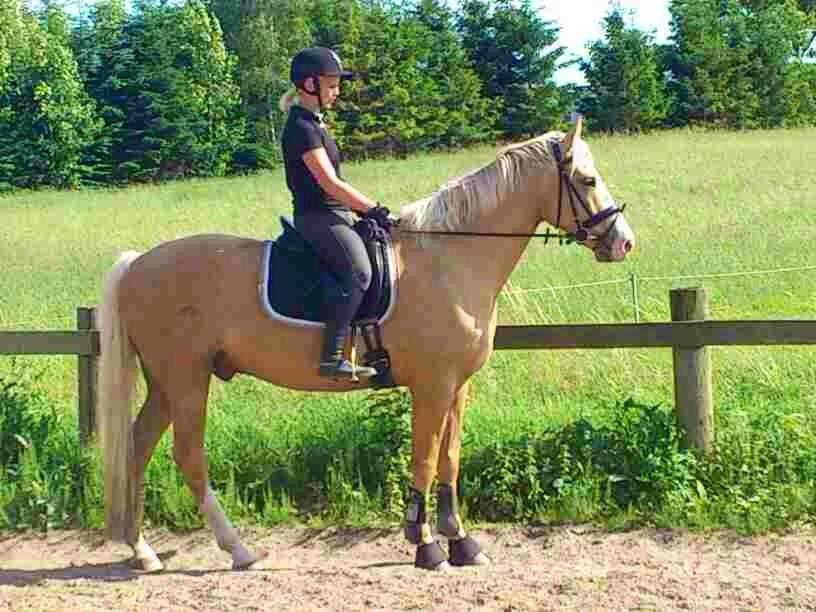 Palomino Kvolsbæks New Nirvana - Med mig på ryggen! :-)  billede 16