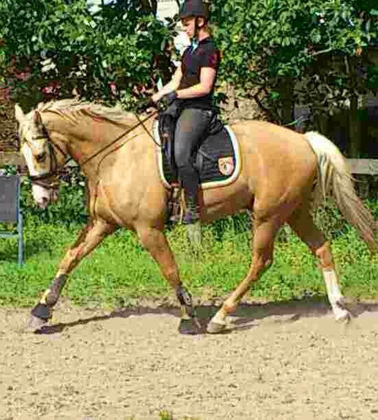 Palomino Kvolsbæks New Nirvana - Hoppebolden ;-) 24. juli 2013 billede 17