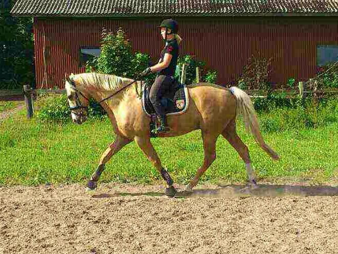 Palomino Kvolsbæks New Nirvana billede 18