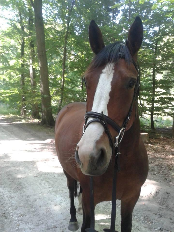 Oldenborg Phoebe de Ville billede 18