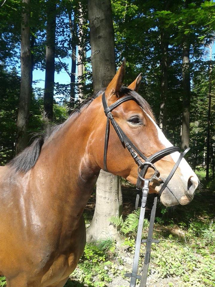 Oldenborg Phoebe de Ville billede 13