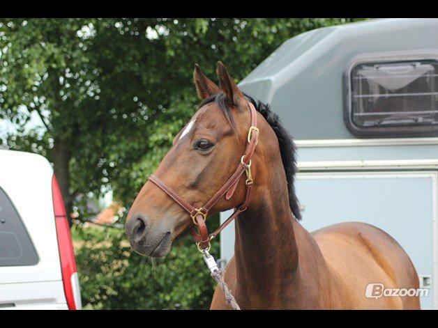 Anden særlig race Dark Stallion - Livet handler ikke om at finde en man kan leve med, men en man ikke kan leve uden <3  billede 17