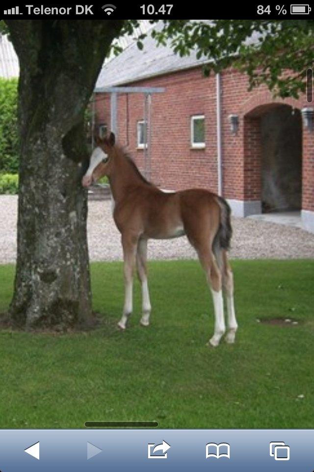 Anden særlig race Mr. Magic billede 1