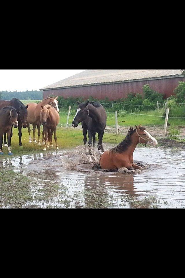 Anden særlig race Mr. Magic billede 2