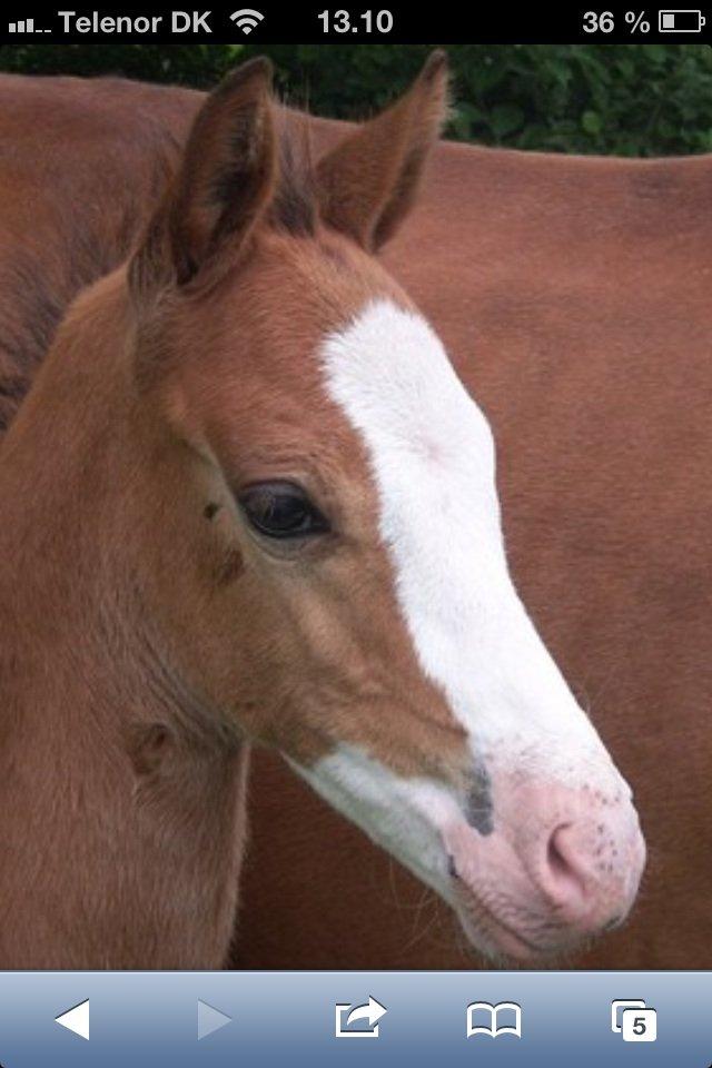 Anden særlig race Mr. Magic billede 3