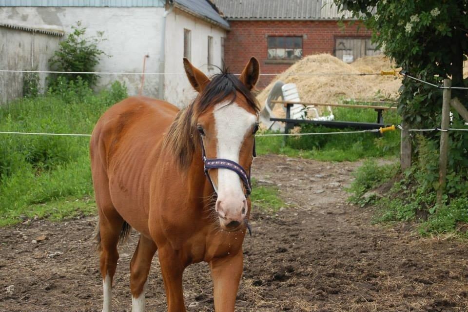 Anden særlig race Mr. Magic billede 4