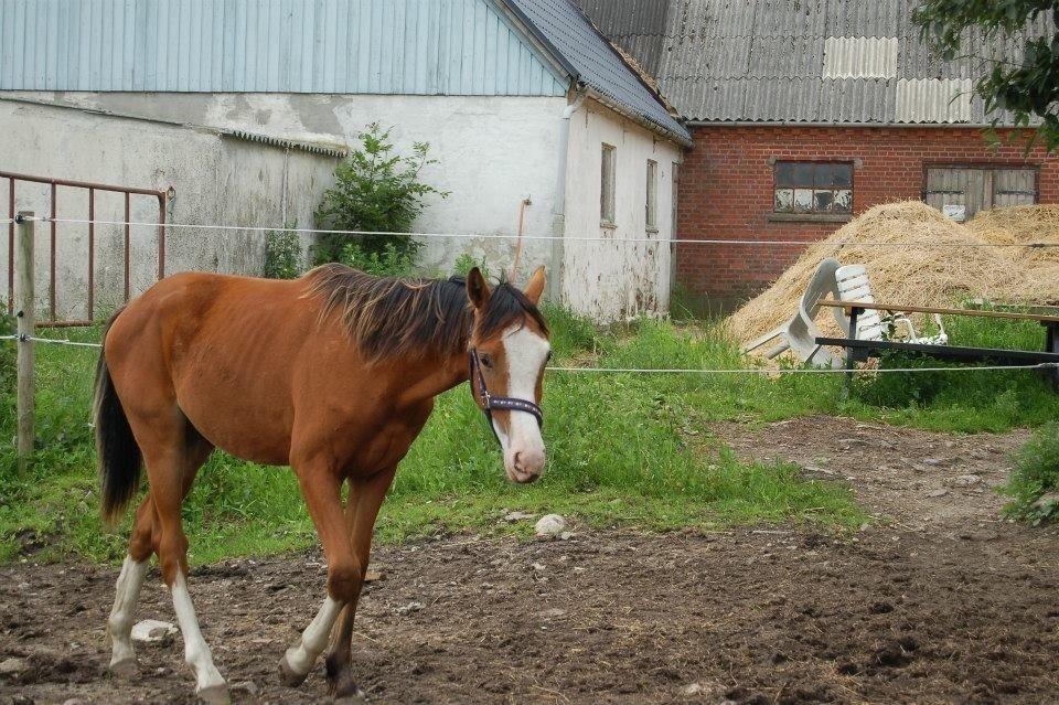 Anden særlig race Mr. Magic billede 5