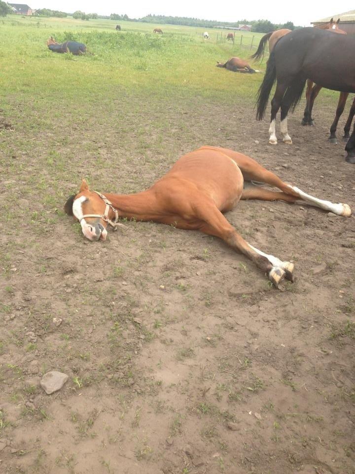 Anden særlig race Mr. Magic billede 7