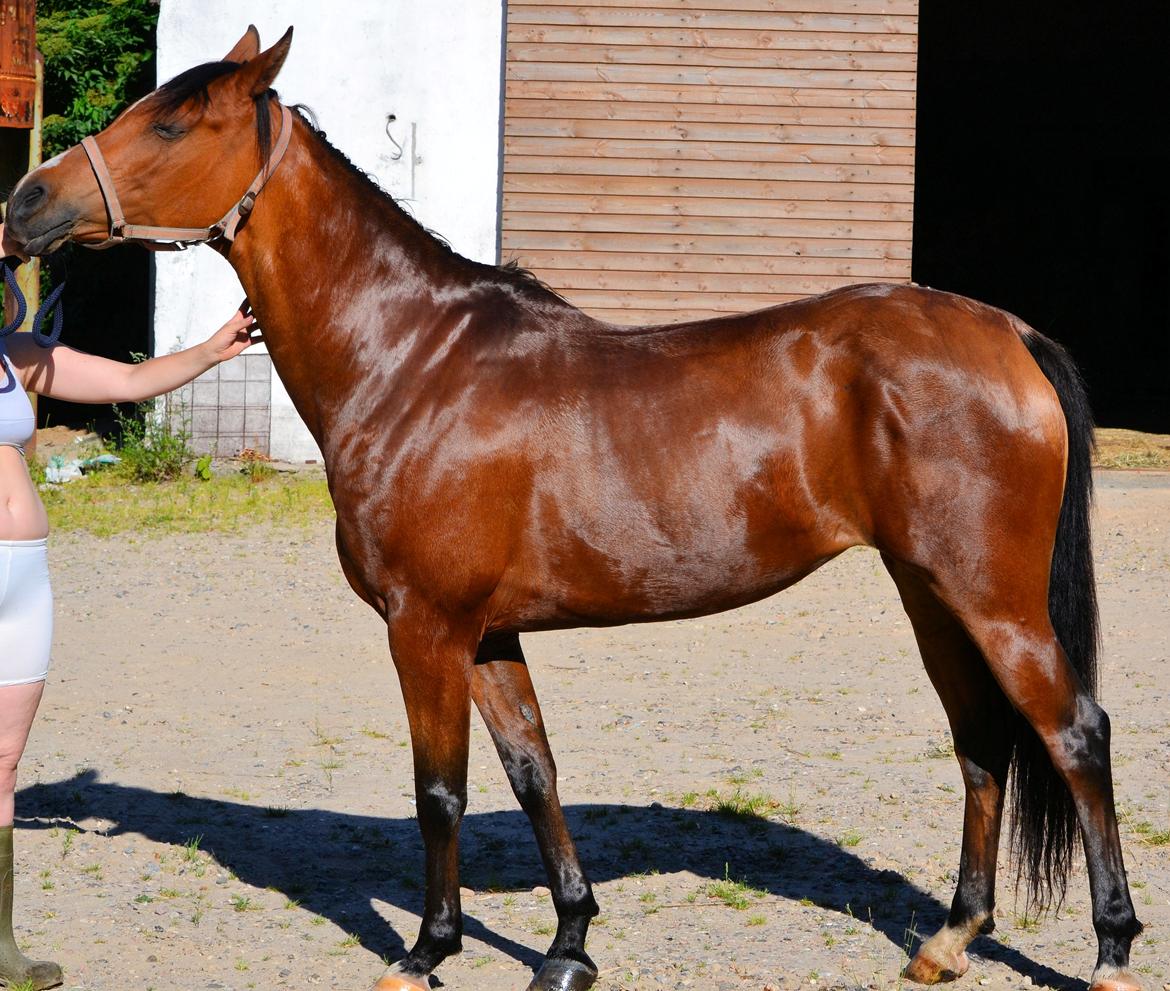 Arabisk fuldblod (OX) cherelda billede 6