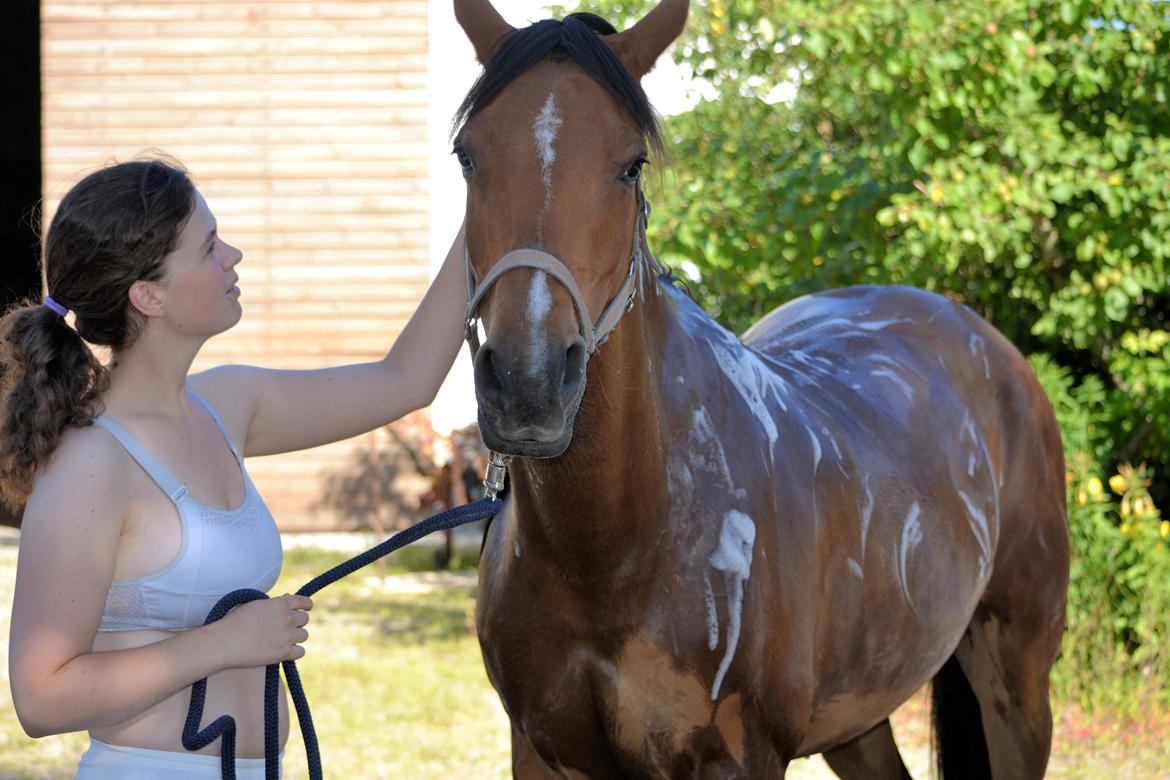 Arabisk fuldblod (OX) cherelda billede 19