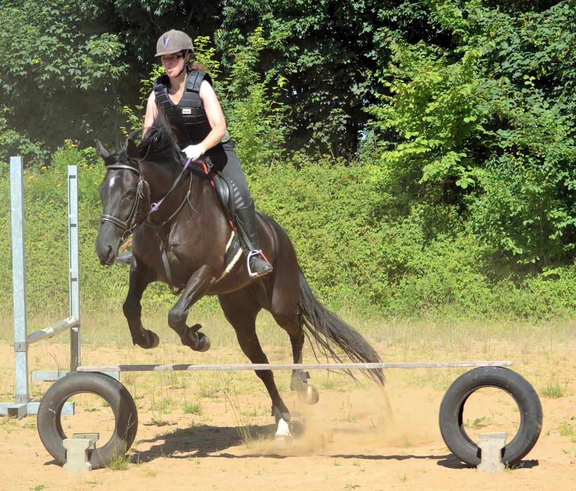 Oldenborg elmerhøjs dominiq billede 2