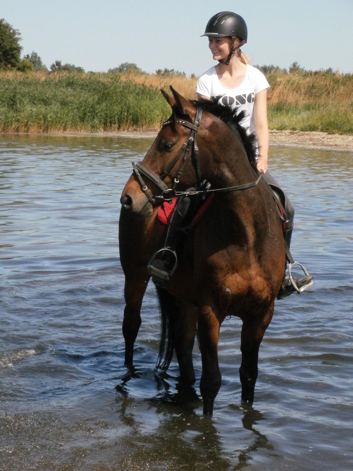 Dansk Varmblod Lundager's Cosmo-Kai - Mokai ved stranden :')
Sommerferien 2013 billede 14