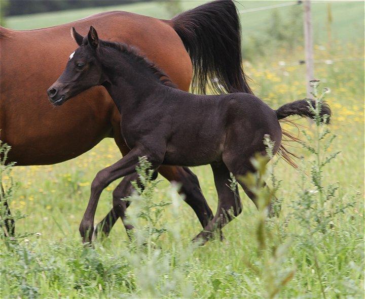 Arabisk fuldblod (OX) Chloé Cosh - Billedet er taget af Davidson Arabians billede 20