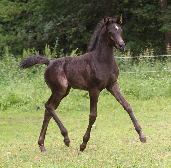 Arabisk fuldblod (OX) Chloé Cosh - Billedet er taget af Davidson Arabians billede 3