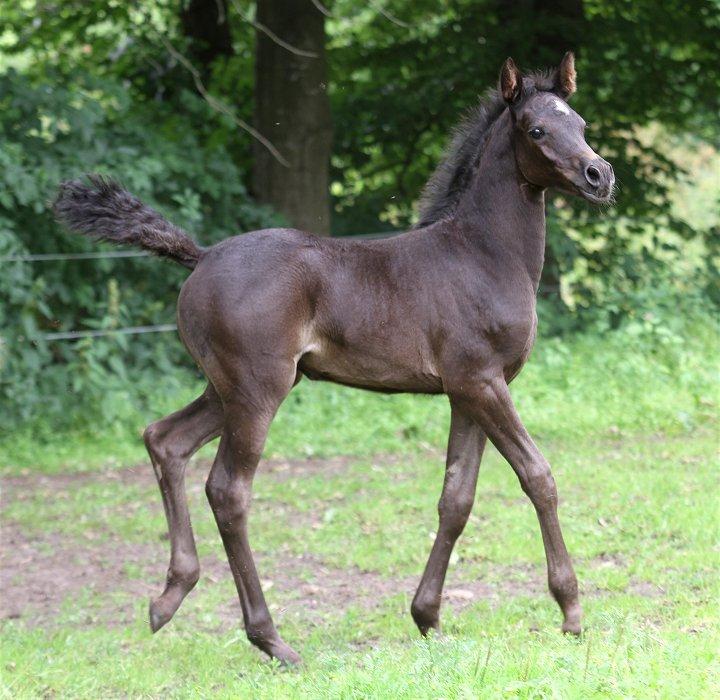 Arabisk fuldblod (OX) Chloé Cosh - Billedet er taget af Davidson Arabians billede 8