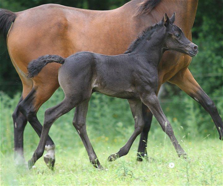 Arabisk fuldblod (OX) Chloé Cosh - Billedet er taget af Davidson Arabians billede 9