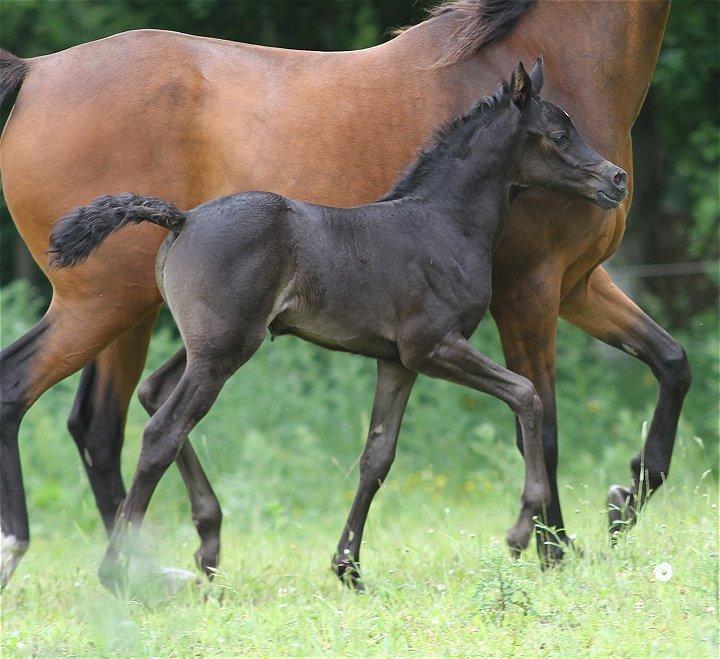 Arabisk fuldblod (OX) Chloé Cosh - Billedet er taget af Davidson Arabians billede 10