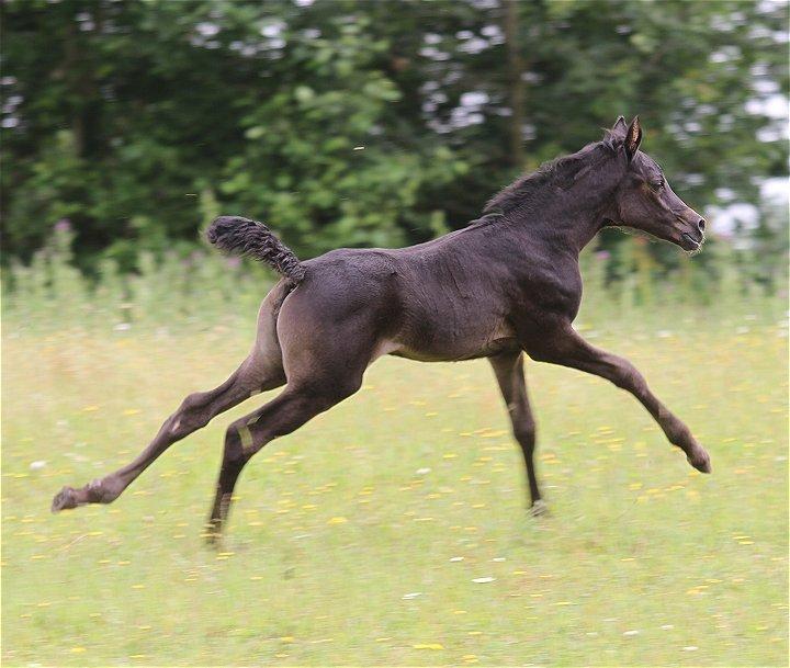 Arabisk fuldblod (OX) Chloé Cosh - Billedet er taget af Davidson Arabians billede 19