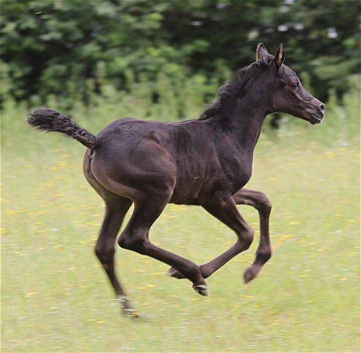 Arabisk fuldblod (OX) Chloé Cosh - Billedet er taget af Davidson Arabians billede 22