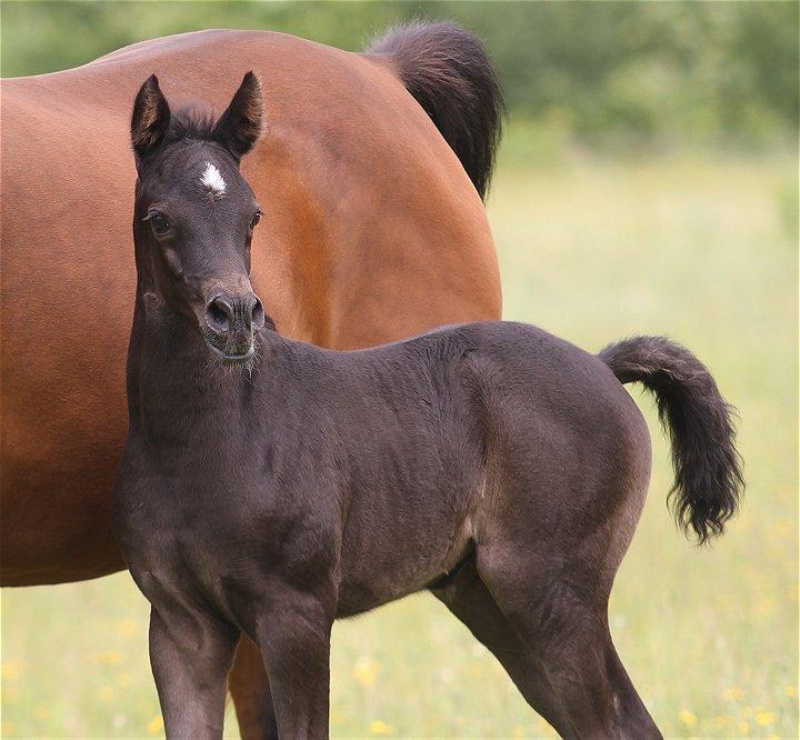 Arabisk fuldblod (OX) Chloé Cosh - Chloé Cosh billede 1