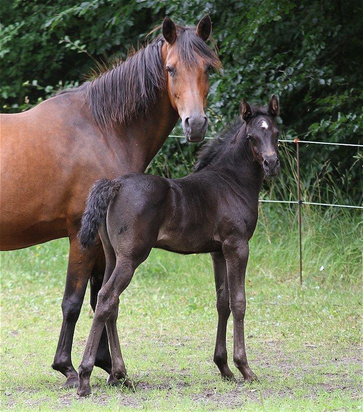Arabisk fuldblod (OX) Chloé Cosh - Billedet er taget af Davidson Arabians billede 12