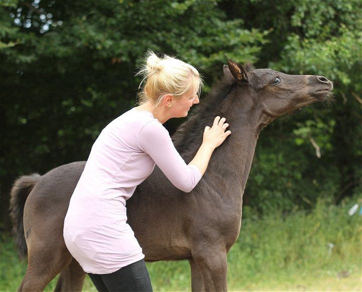 Arabisk fuldblod (OX) Chloé Cosh - Billedet er taget af Davidson Arabians billede 16