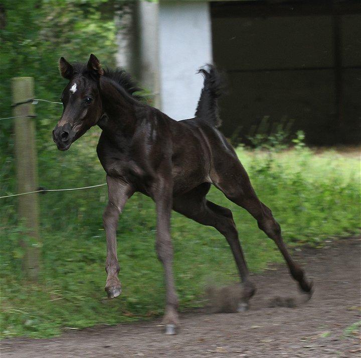 Arabisk fuldblod (OX) Chloé Cosh - Billedet er taget af Davidson Arabians billede 17