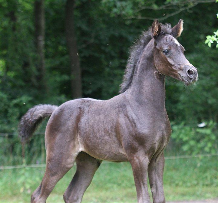 Arabisk fuldblod (OX) Chloé Cosh - Billedet er taget af Davidson Arabians billede 18