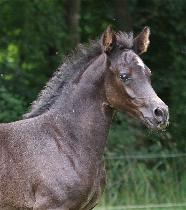 Arabisk fuldblod (OX) Chloé Cosh - Billedet er taget af Davidson Arabians billede 21