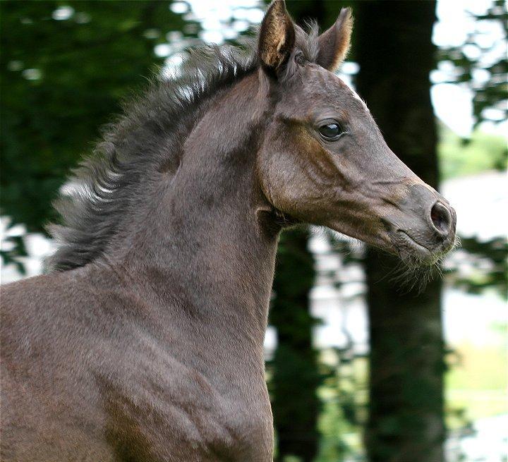 Arabisk fuldblod (OX) Chloé Cosh - Billedet er taget af Davidson Arabians billede 4