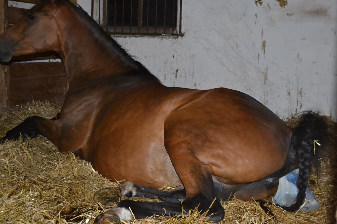 Arabisk fuldblod (OX) Chloé Cosh - Det første billede af Chloé :oD billede 23