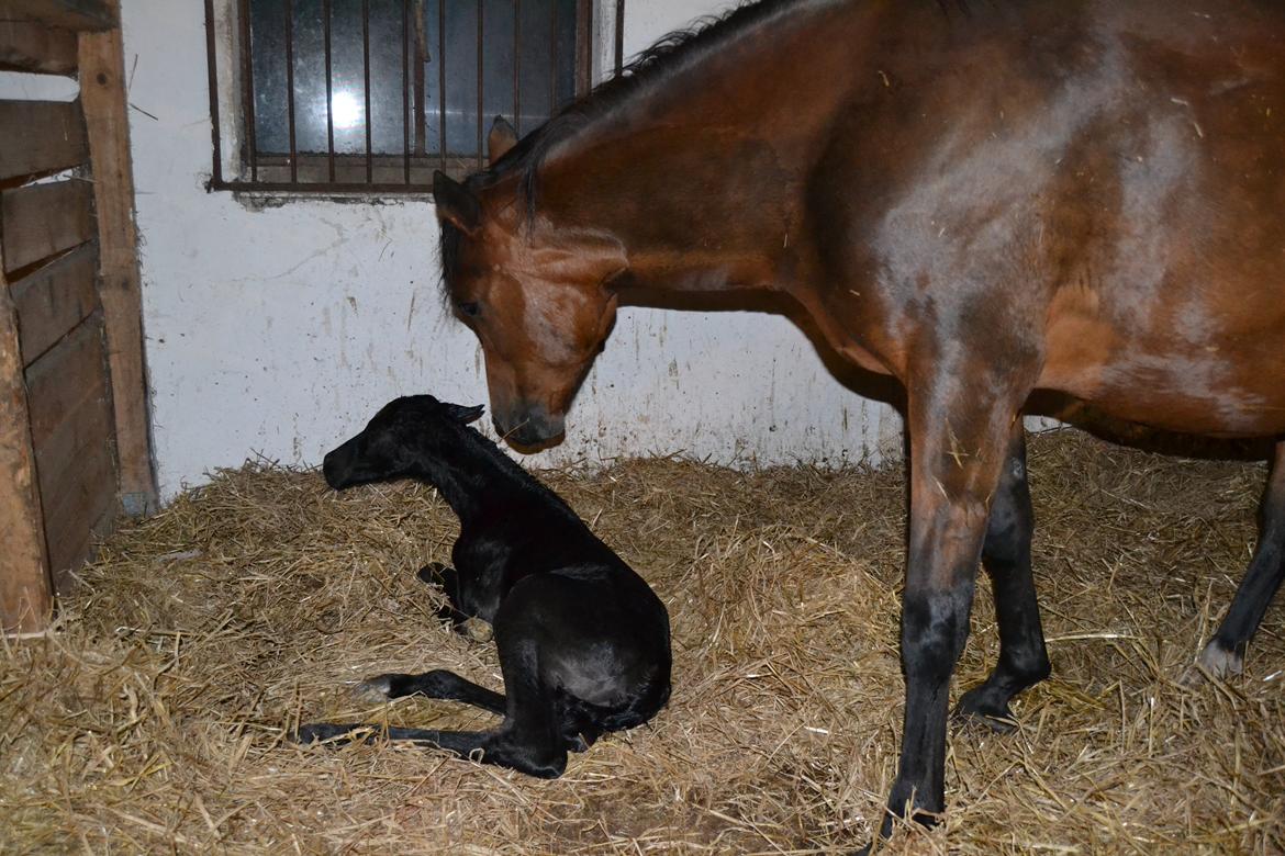 Arabisk fuldblod (OX) Chloé Cosh billede 26