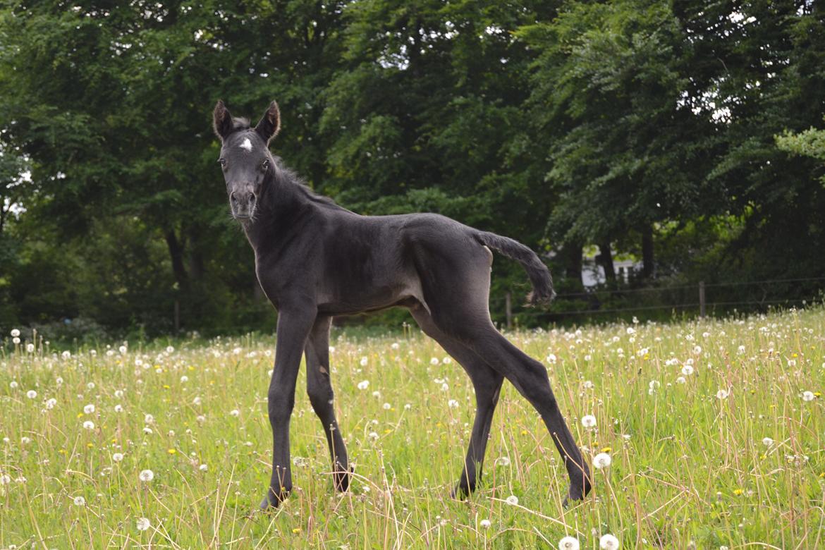 Arabisk fuldblod (OX) Chloé Cosh billede 29