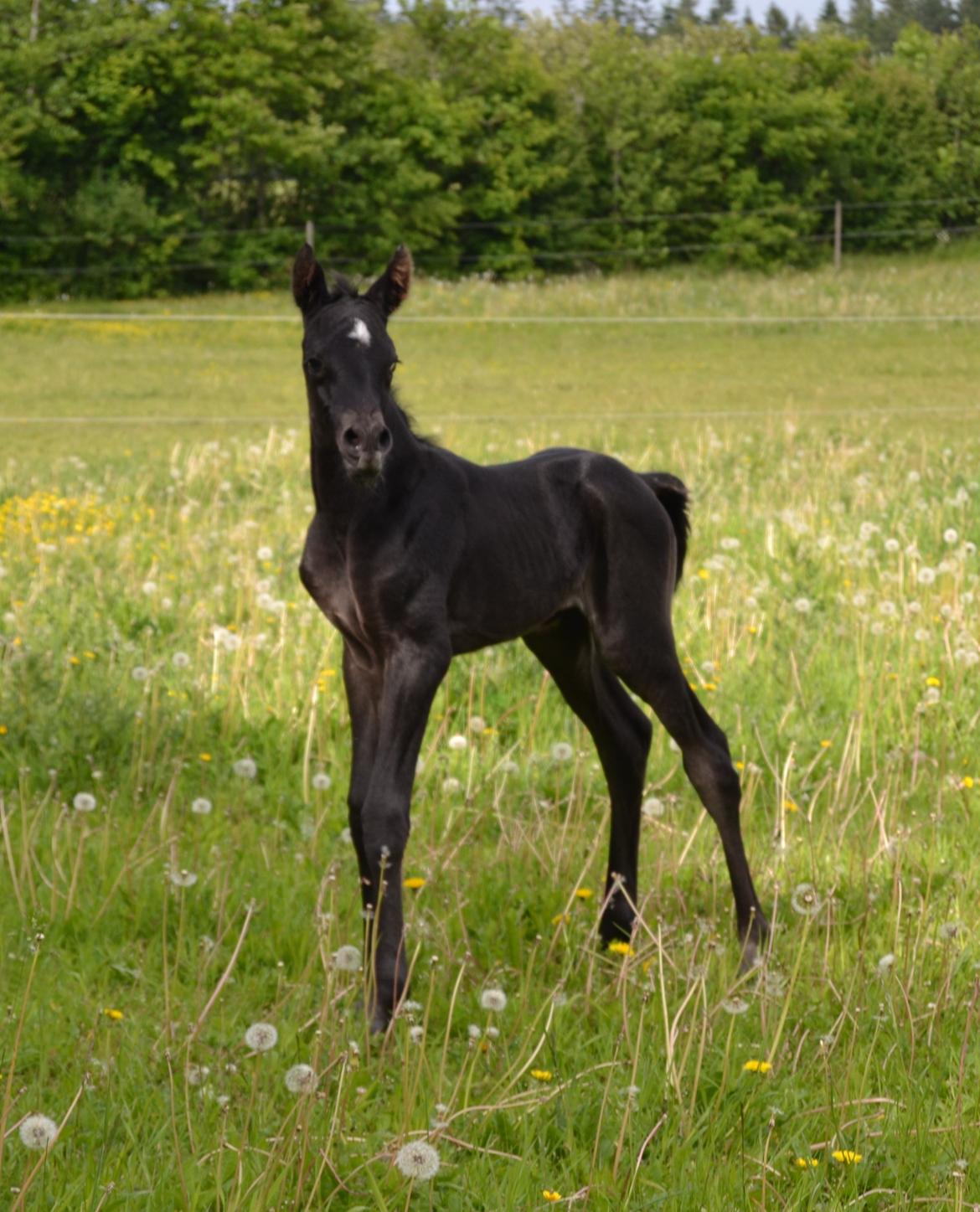 Arabisk fuldblod (OX) Chloé Cosh billede 31