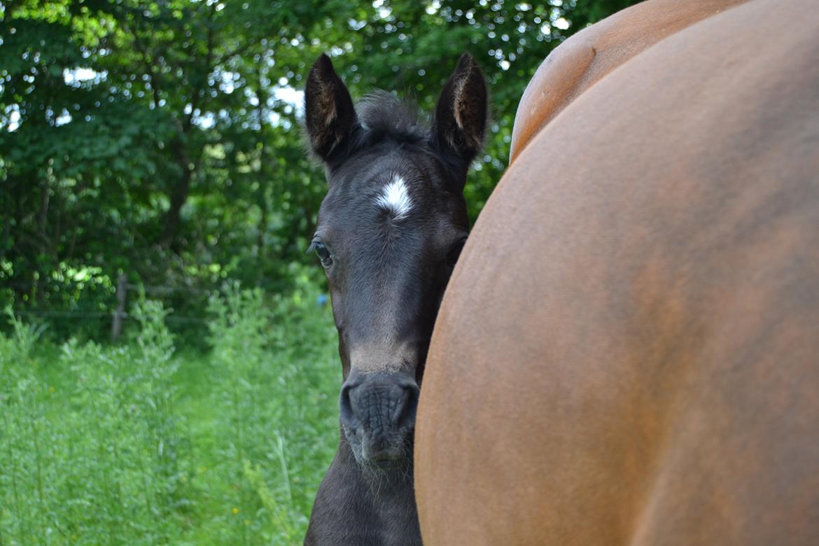 Arabisk fuldblod (OX) Chloé Cosh billede 32