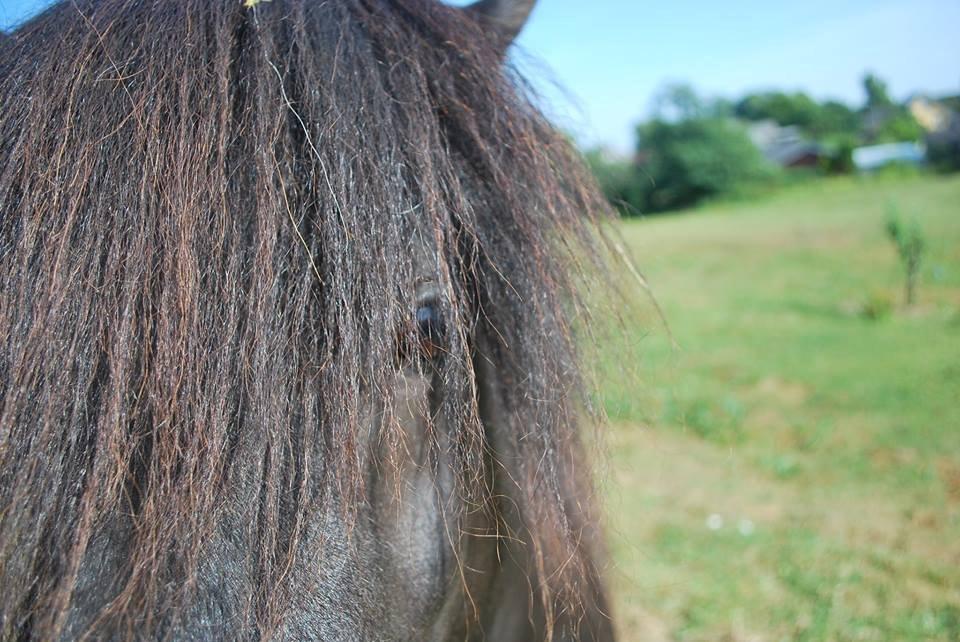 Shetlænder Ejstrups Payback - Basse <3 - Juli 2013 billede 26