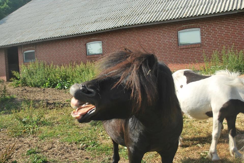 Shetlænder Ejstrups Payback - Basse <3 - Juli 2013 billede 27