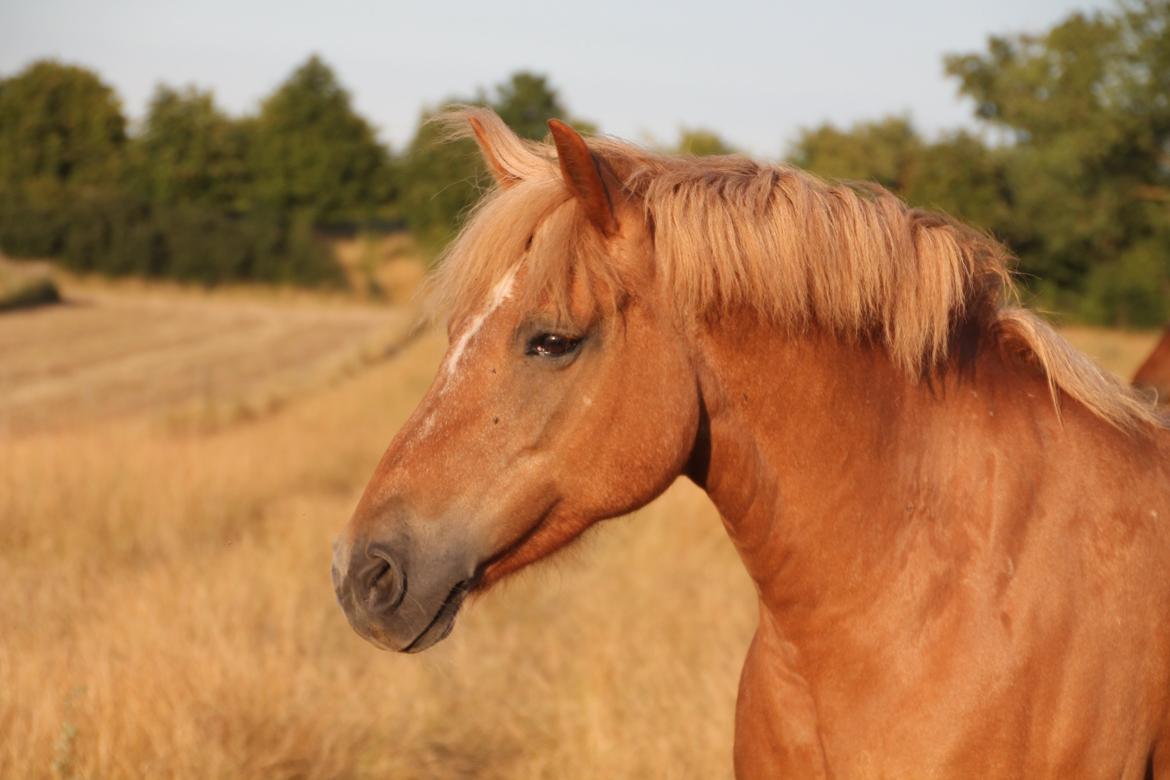 Haflinger KBK 3 Hekata - Sommergræs 2013. 
Sikke en hals! :* billede 15