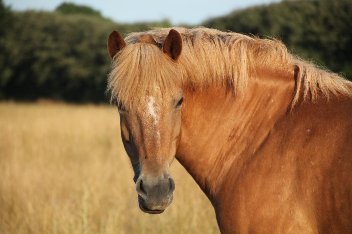 Haflinger KBK 3 Hekata - Beautiful. <3 billede 10