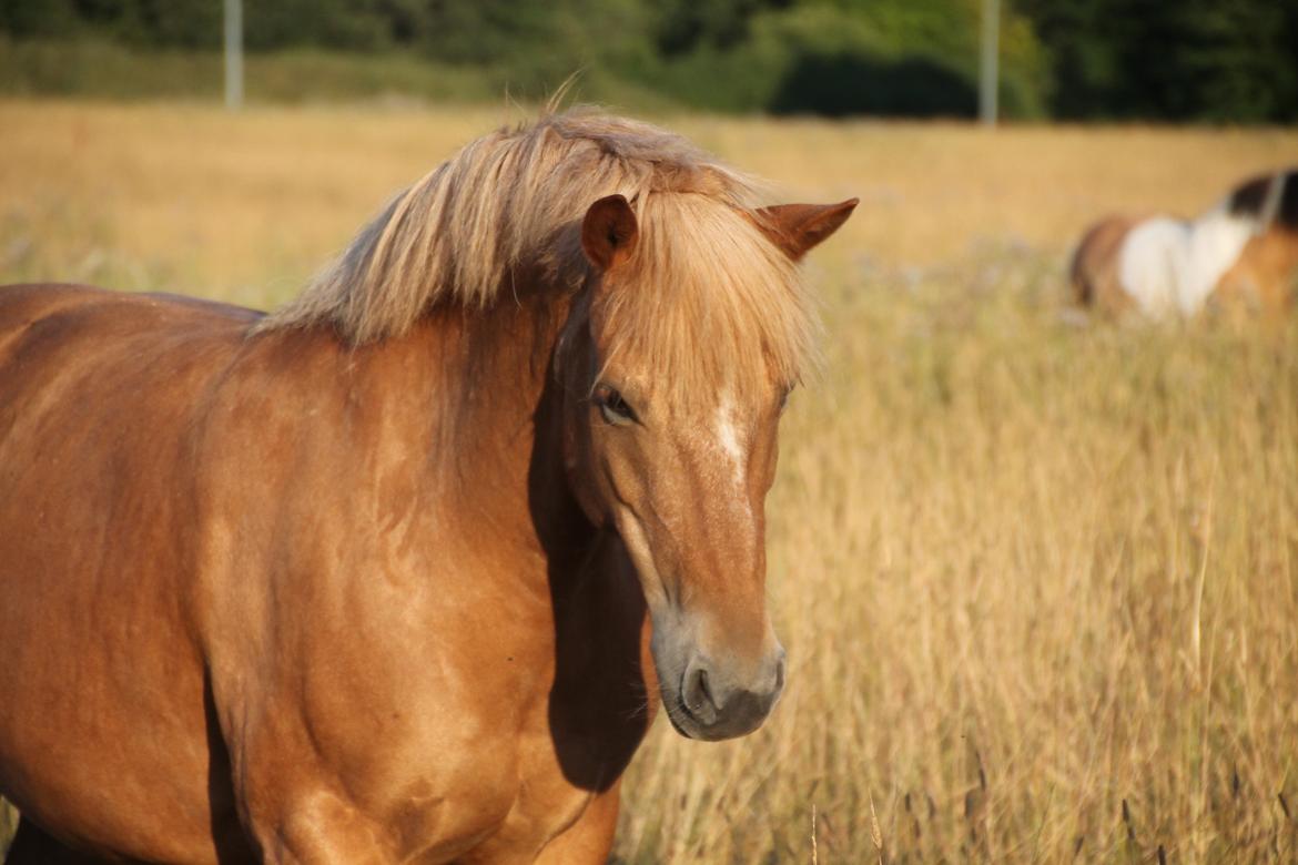 Haflinger KBK 3 Hekata - Verdens smukkeste hoppe. <3 billede 1