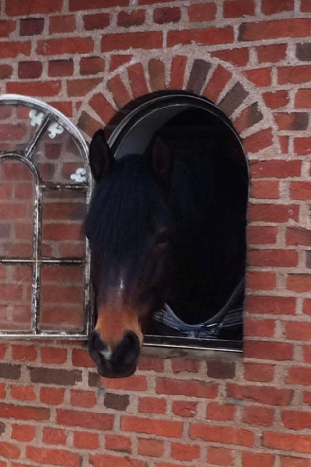 Dansk Varmblod Lunderup's Larina RDH billede 20